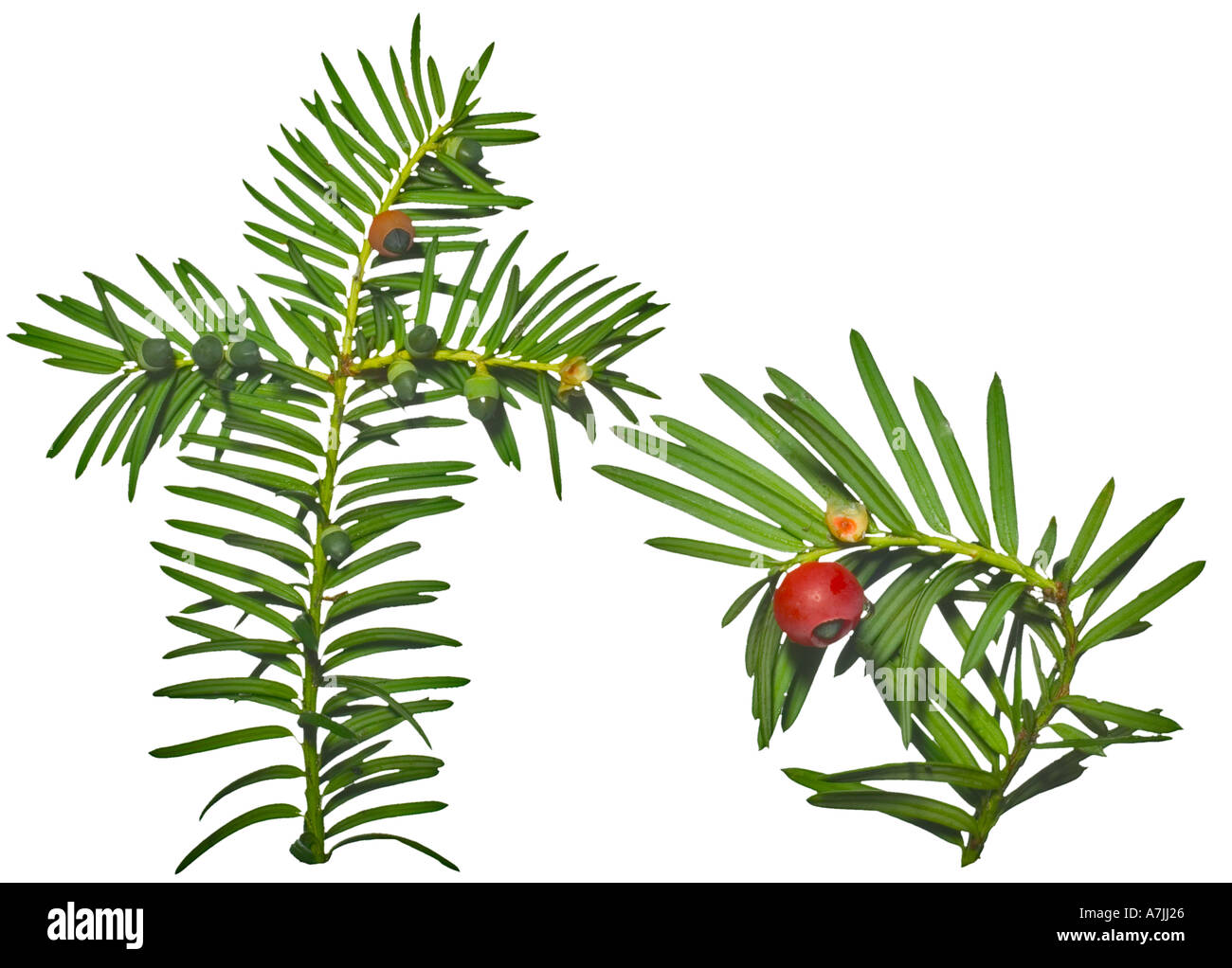 YEW Taxus baccata Leaves Berry Surrey England Poisonous leaves berries