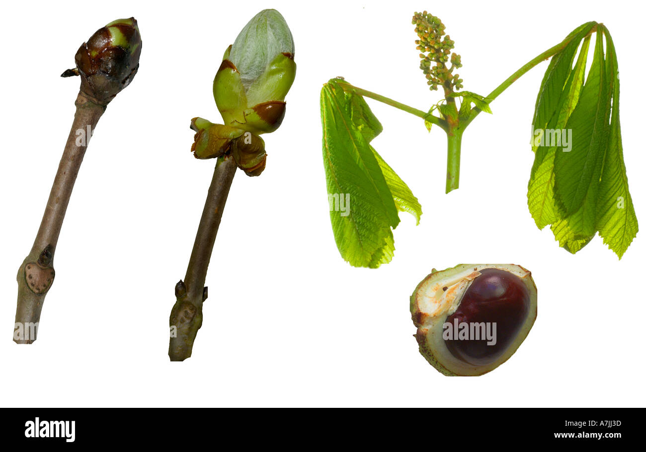 Horse Chestnut Life Cycle Stock Photo Alamy