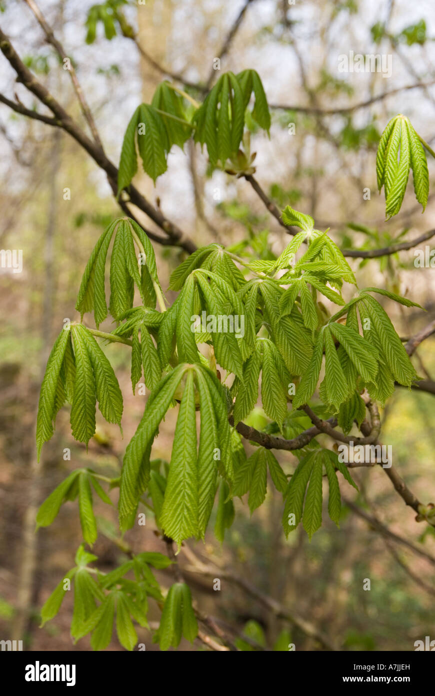 Unfurling Horse Chestnut Leaves Stock Photo Alamy
