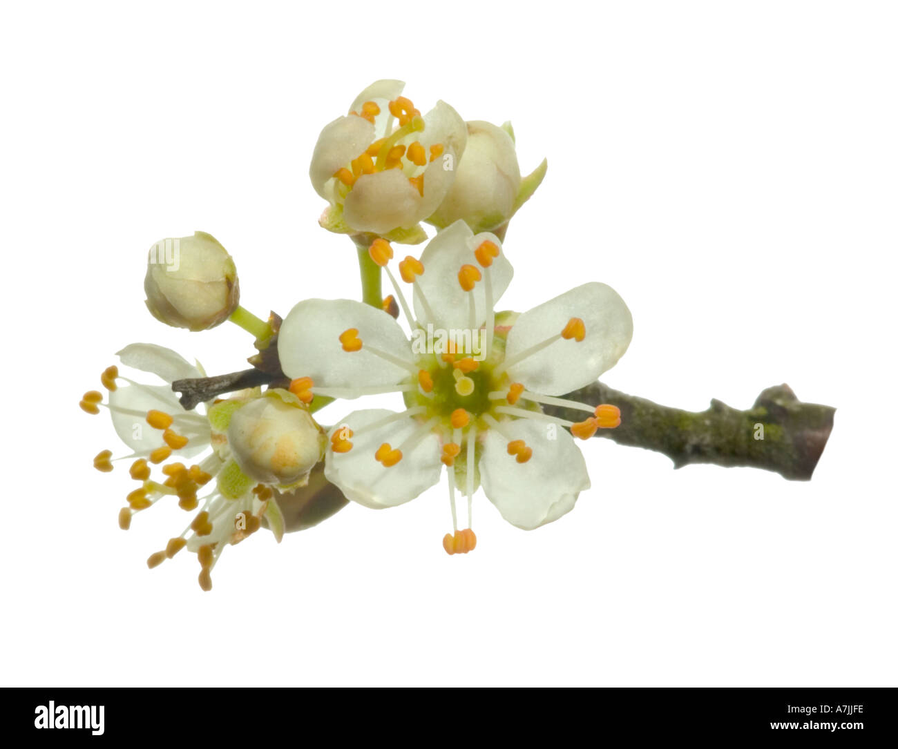 Blackthorn Macro blossom buds Surrey England April Stock Photo