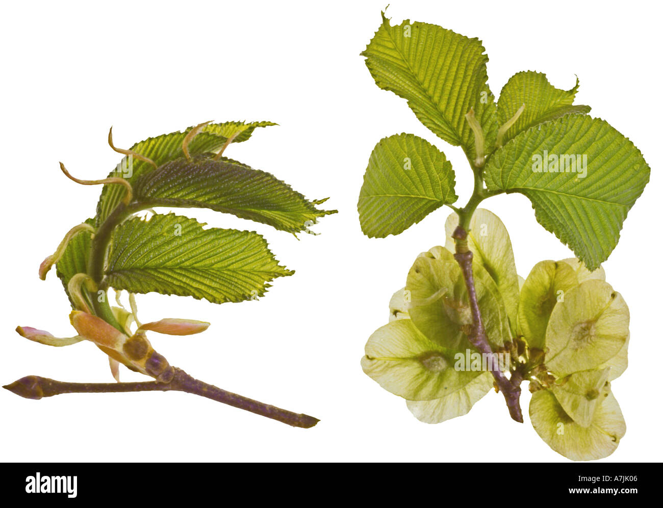 Beech Fagus sylvatica Spring leaves Buds English Elm Ulmus procera spring leaves seed pods Stock Photo