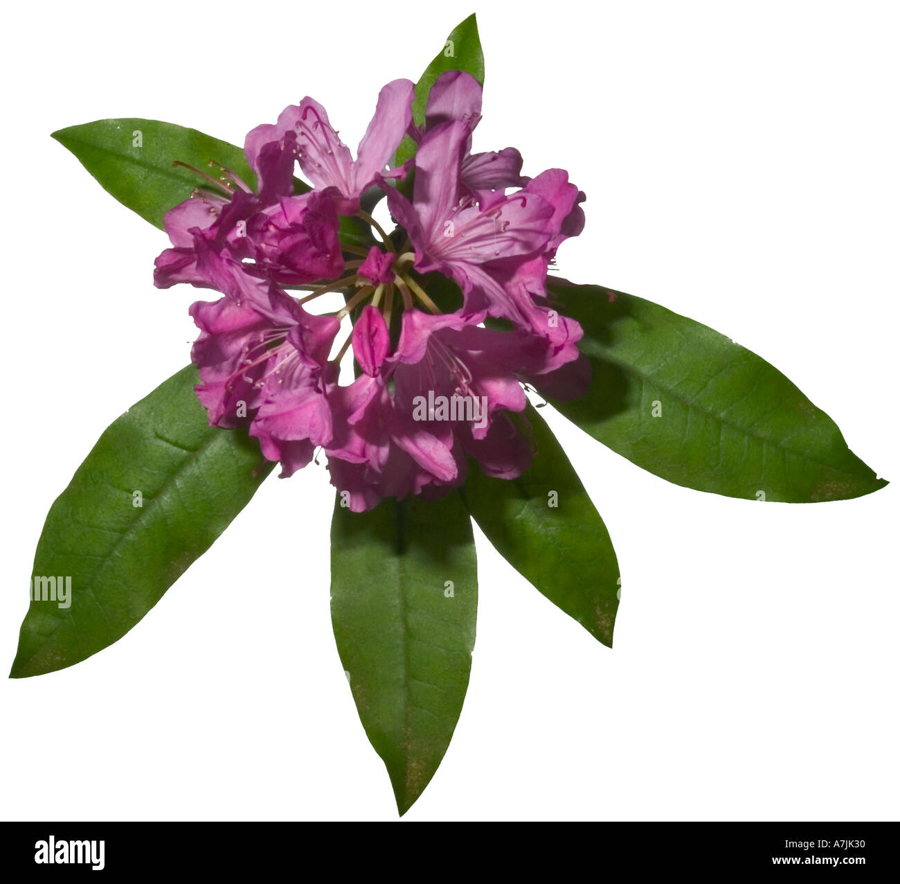 Rhododendron Rhododendron ponticum Flowerhead leaves Surrey England May