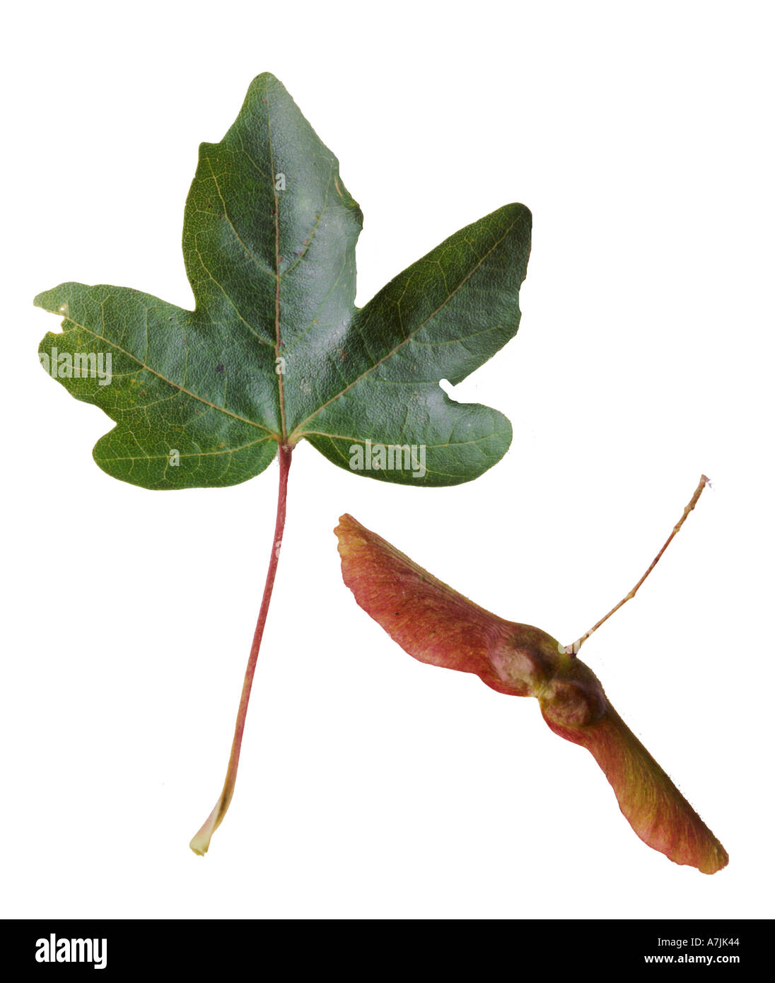 Sycamore Acer pseudoplatanus Leaf and winged seed or fruit Surrey England Stock Photo