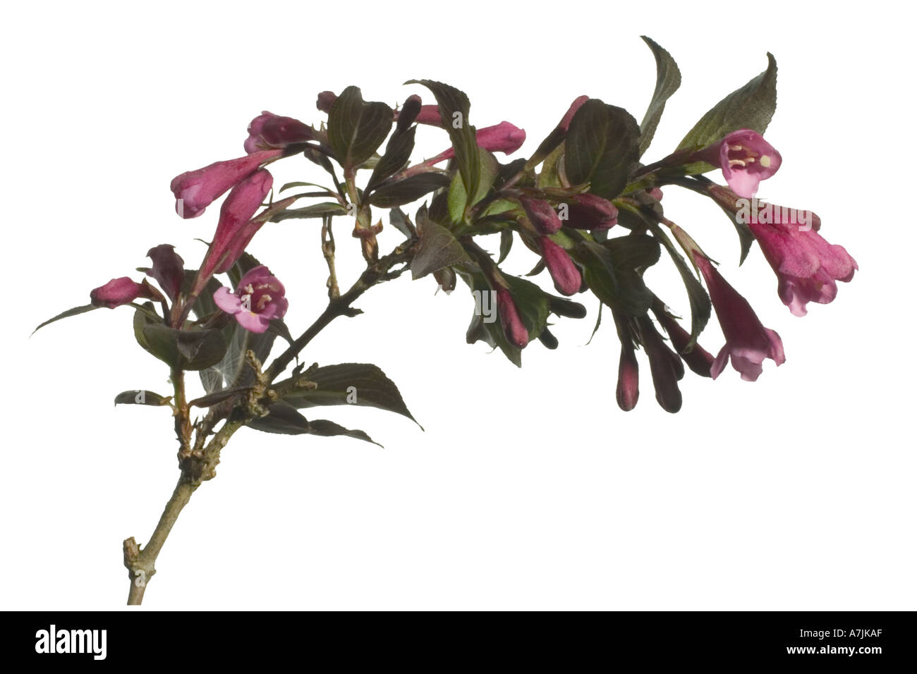 Weigela botanical cut outs silo hires stock photography and images Alamy
