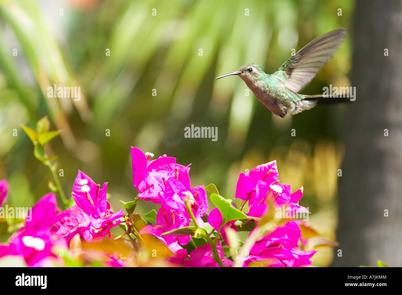 Cuban emerald hummingbird Cuba Stock Photo