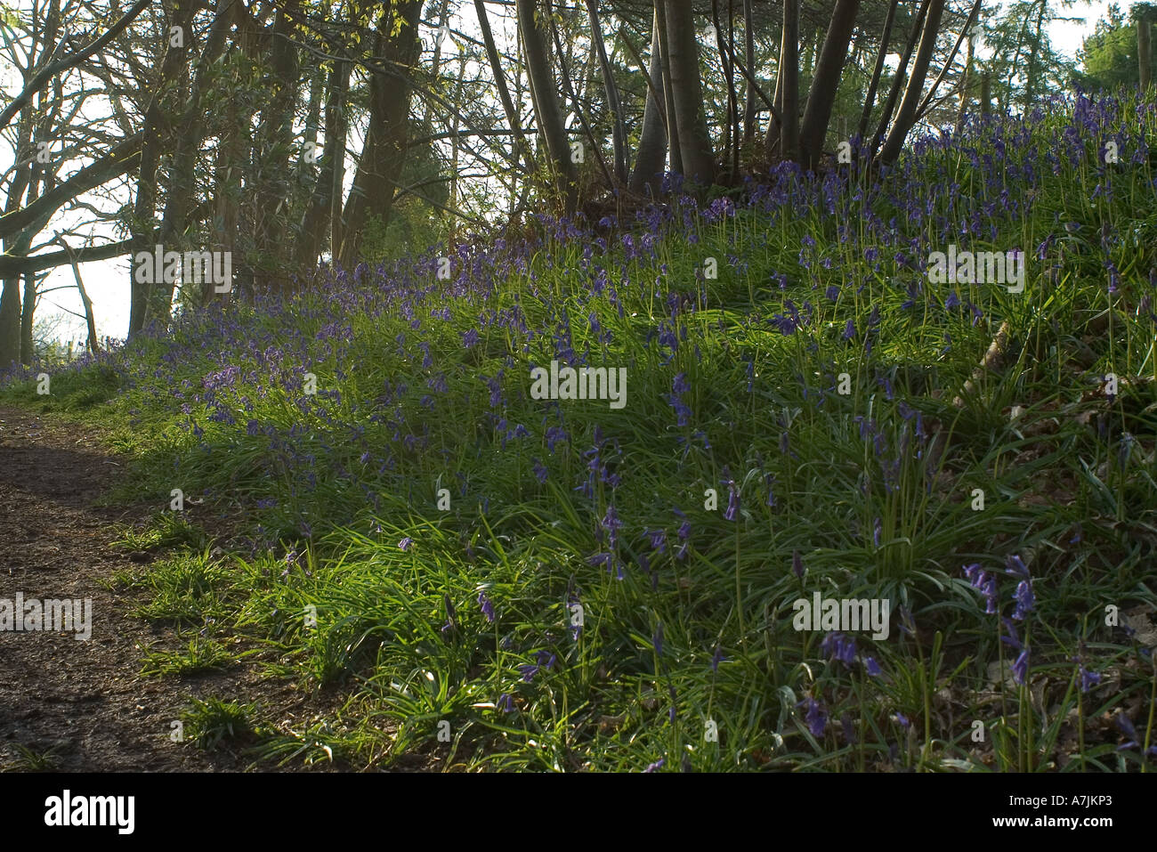Bluebells in a coppice Stock Photo