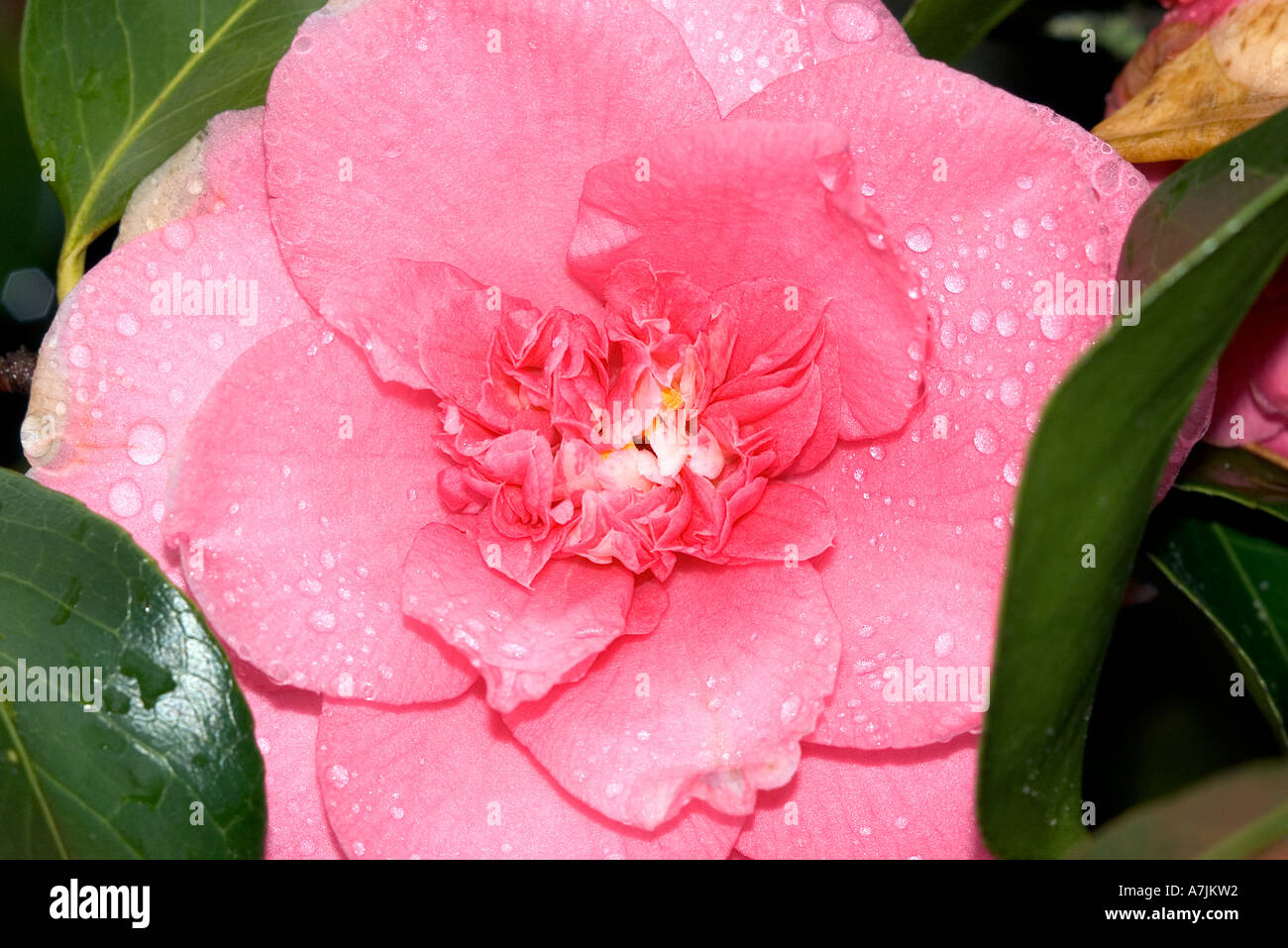 Camellia Japonica Elegans bloom after rain Stock Photo