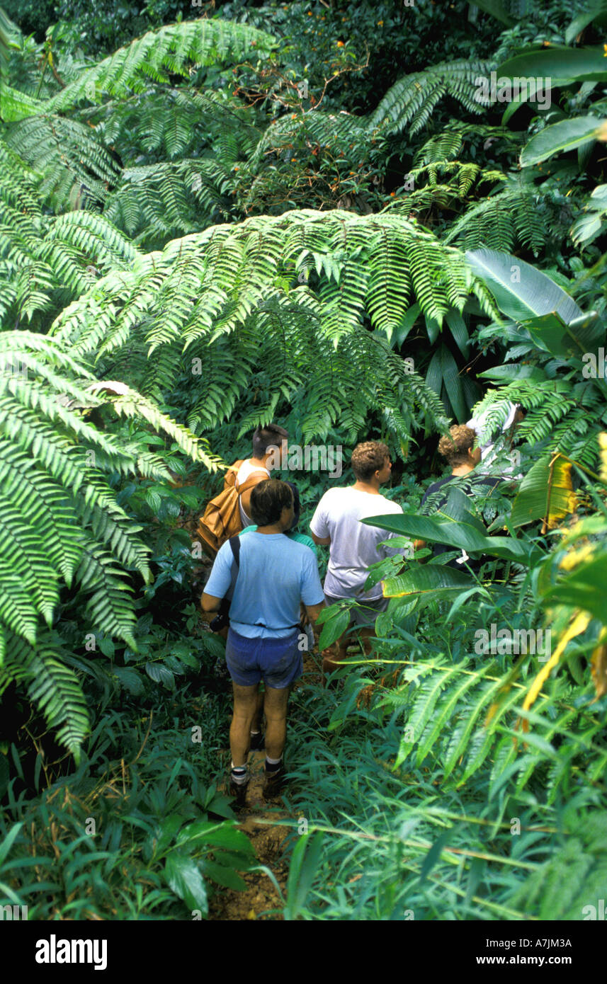 Rainforest with giant ferns hi-res stock photography and images - Alamy