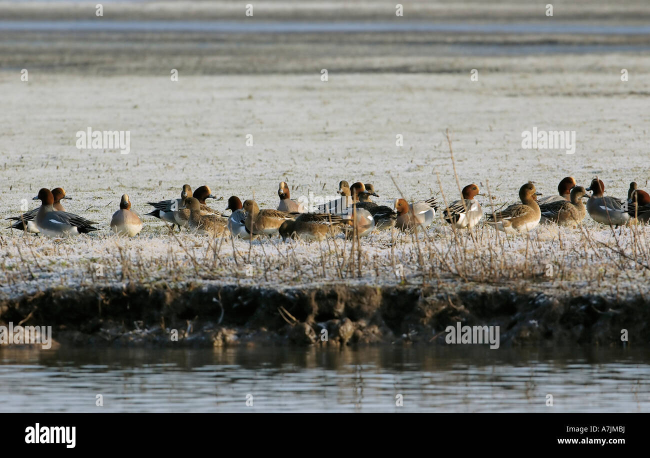 Wigeon feeding on frosted grass Anas penelope Stock Photo