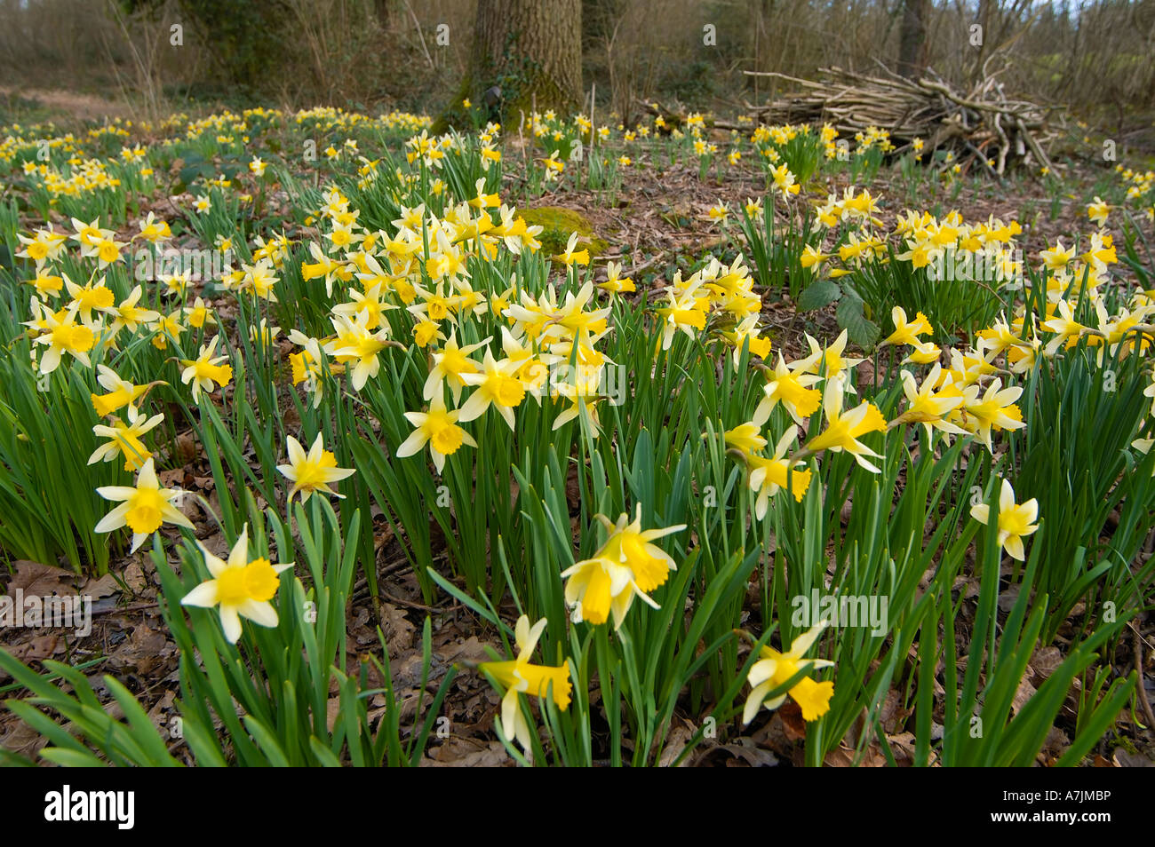 Wild Daffodil Narcissus pseudonarcissus Wild Daffodils in Woods Newent