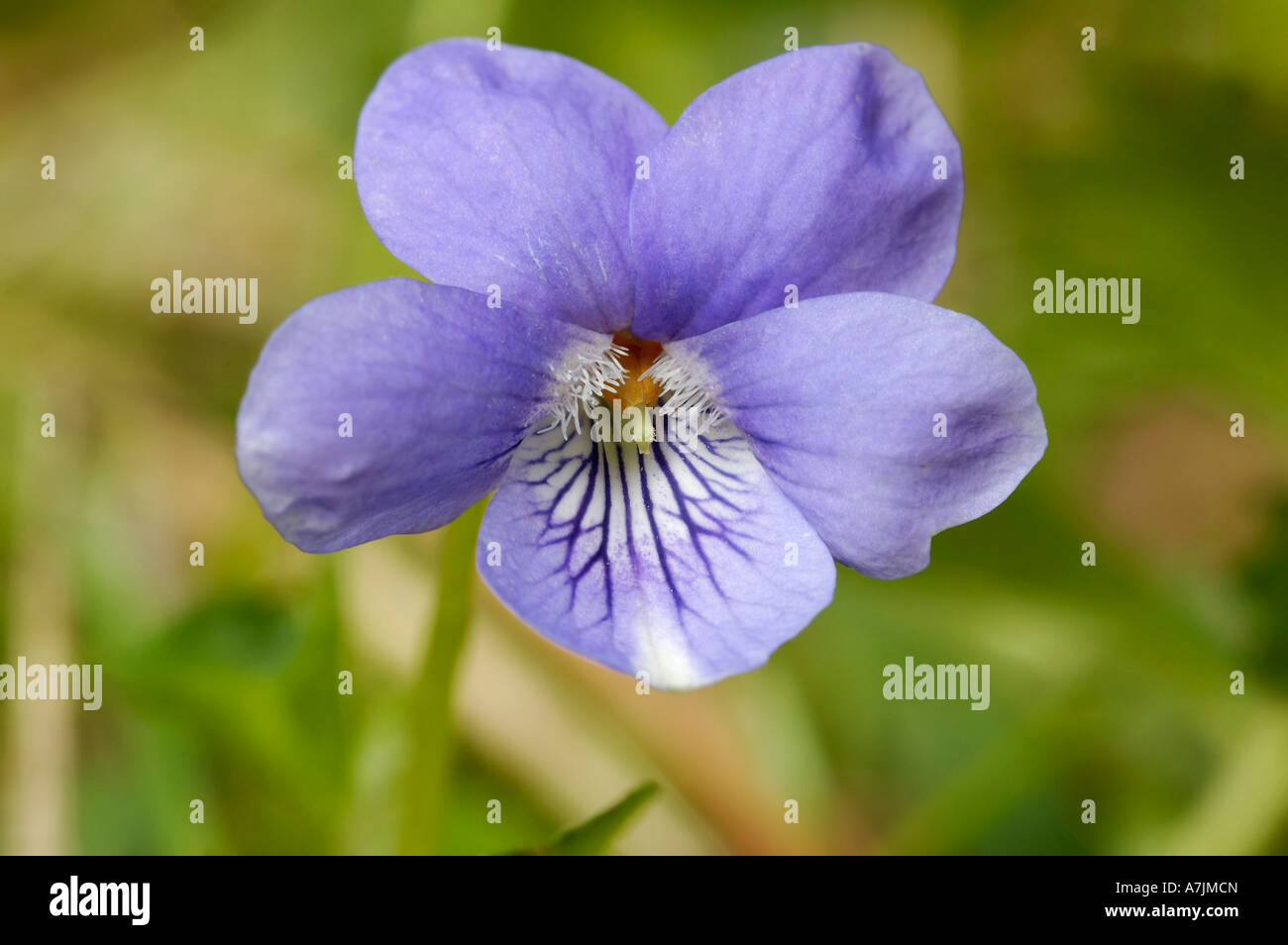 Common Dog violet Viola riviniana Close up of single flower Stock Photo