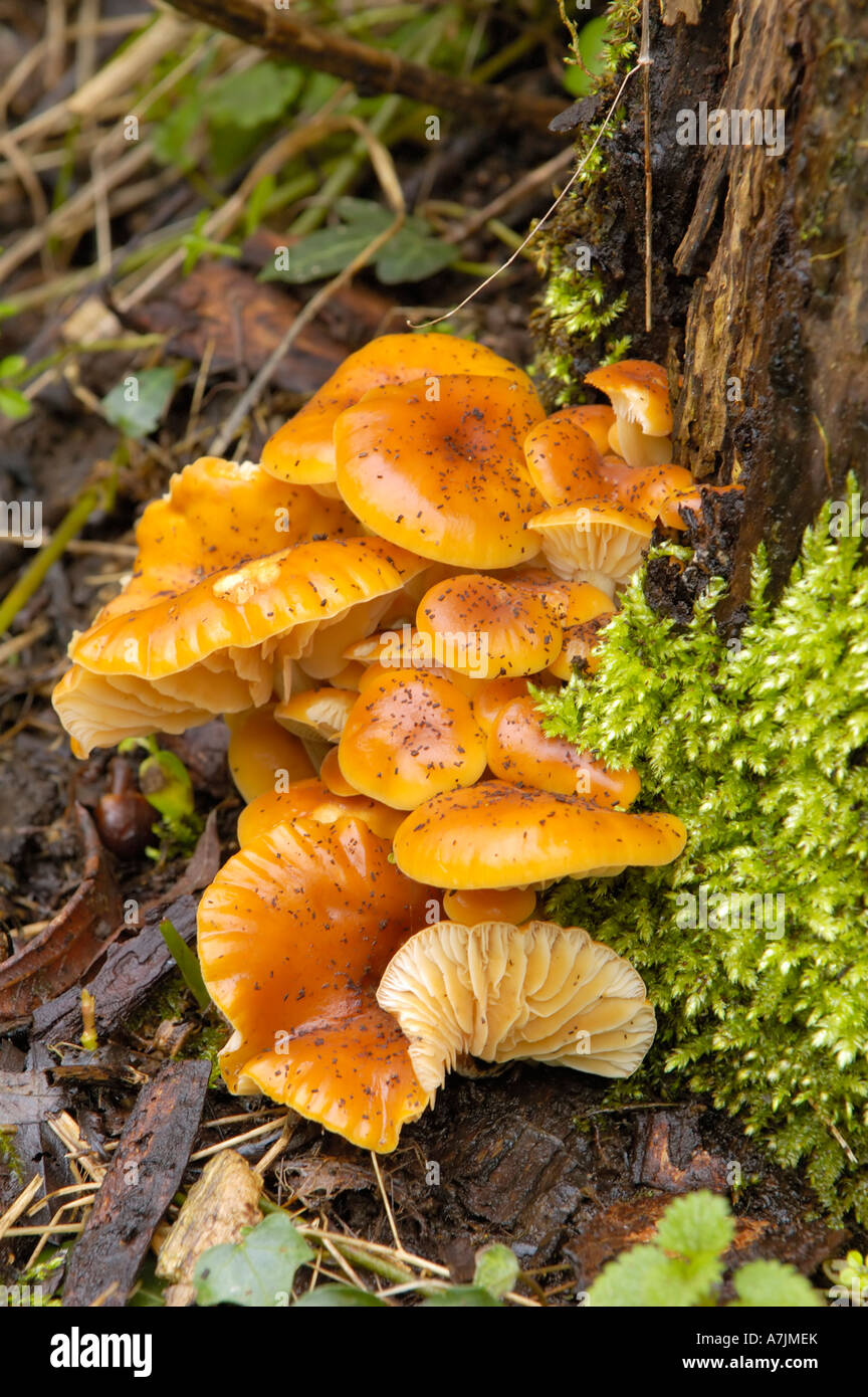 Fungus on willow tree hires stock photography and images Alamy