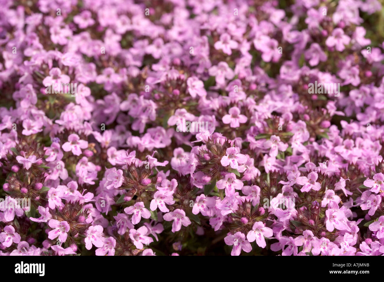Caraway thyme thymus herba barona hires stock photography and images