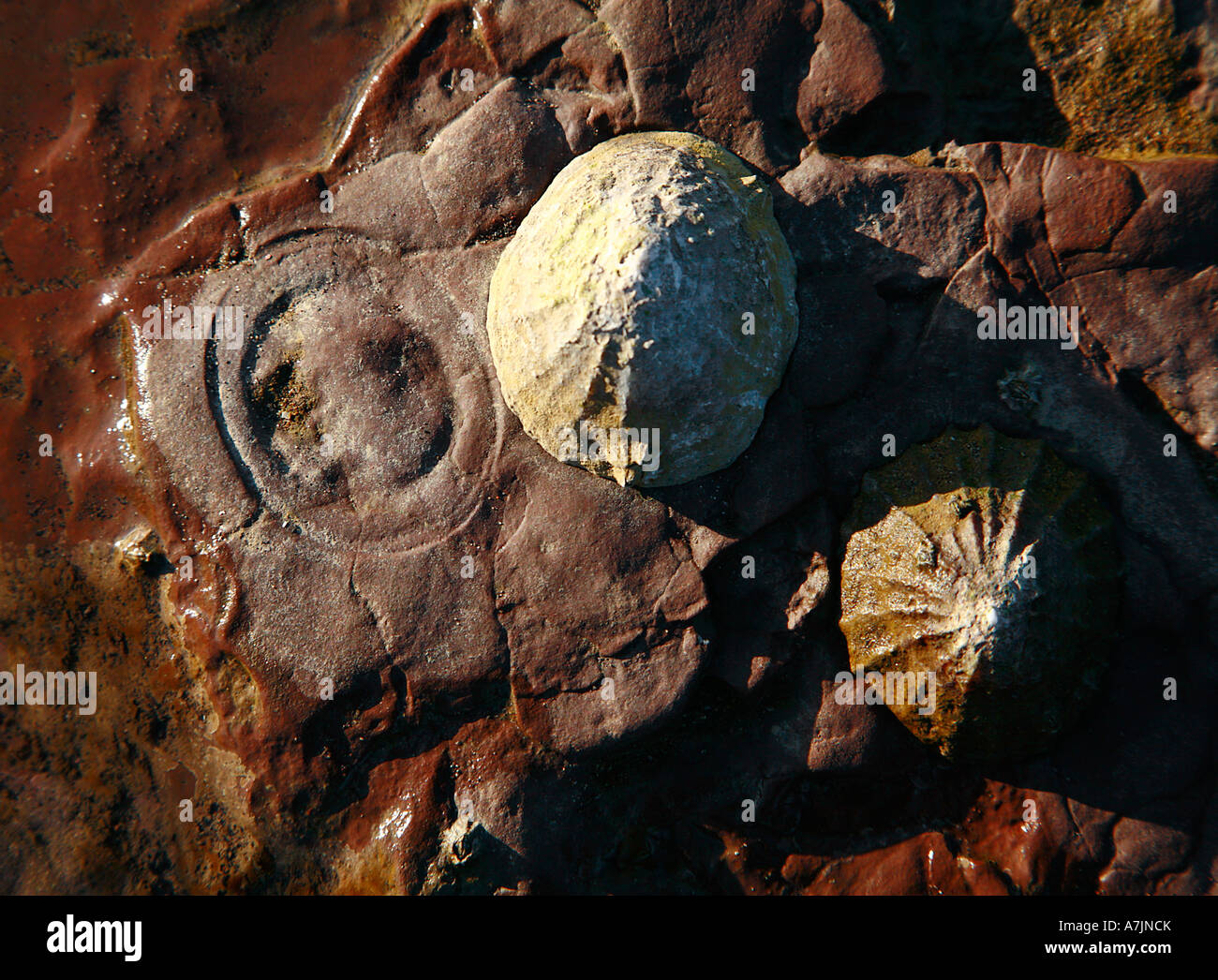 Common limpets Patella vulgata and rings worn in hard rock where a limpet has been Stock Photo
