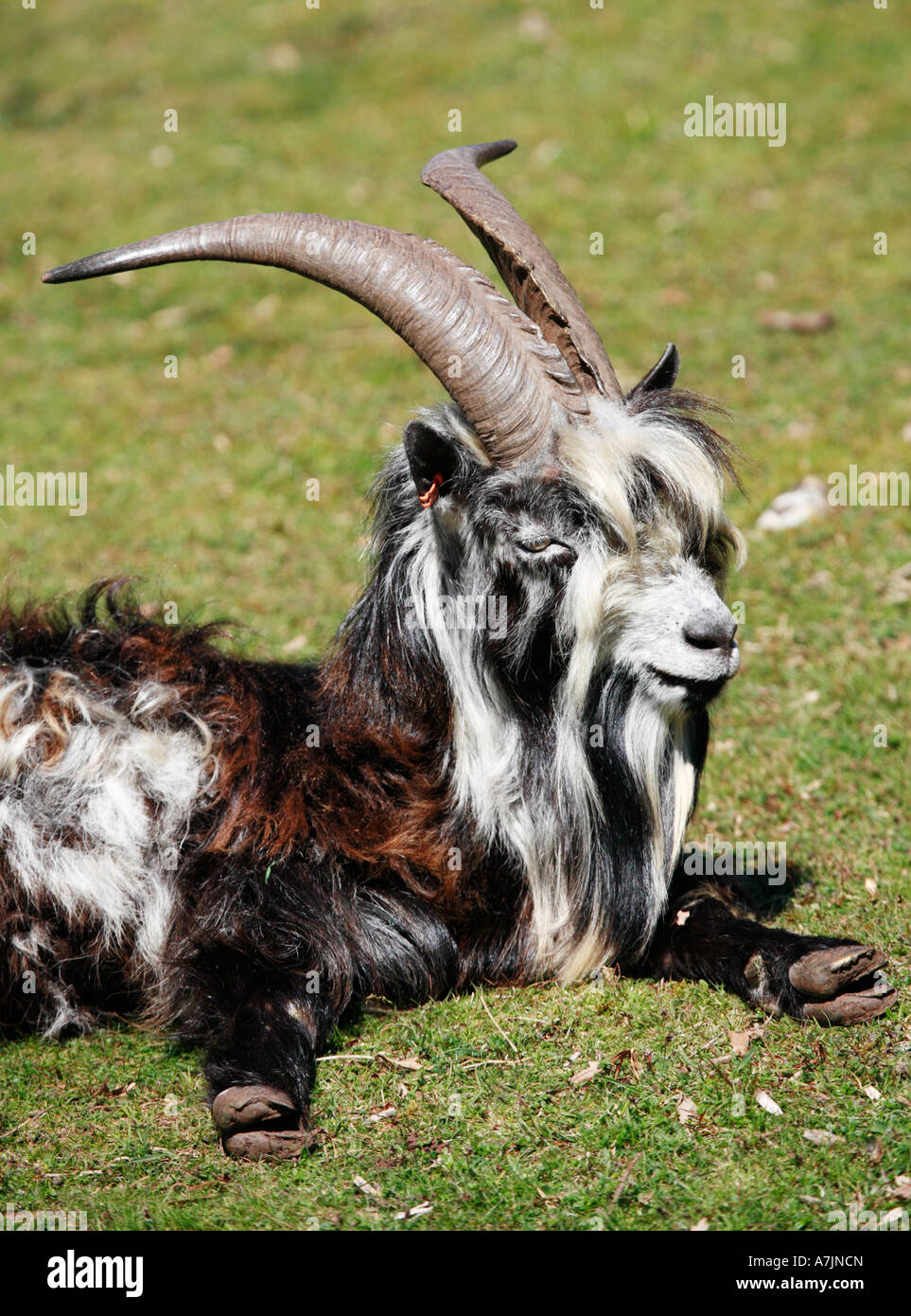Long haired goat resting in the sunshine Stock Photo - Alamy
