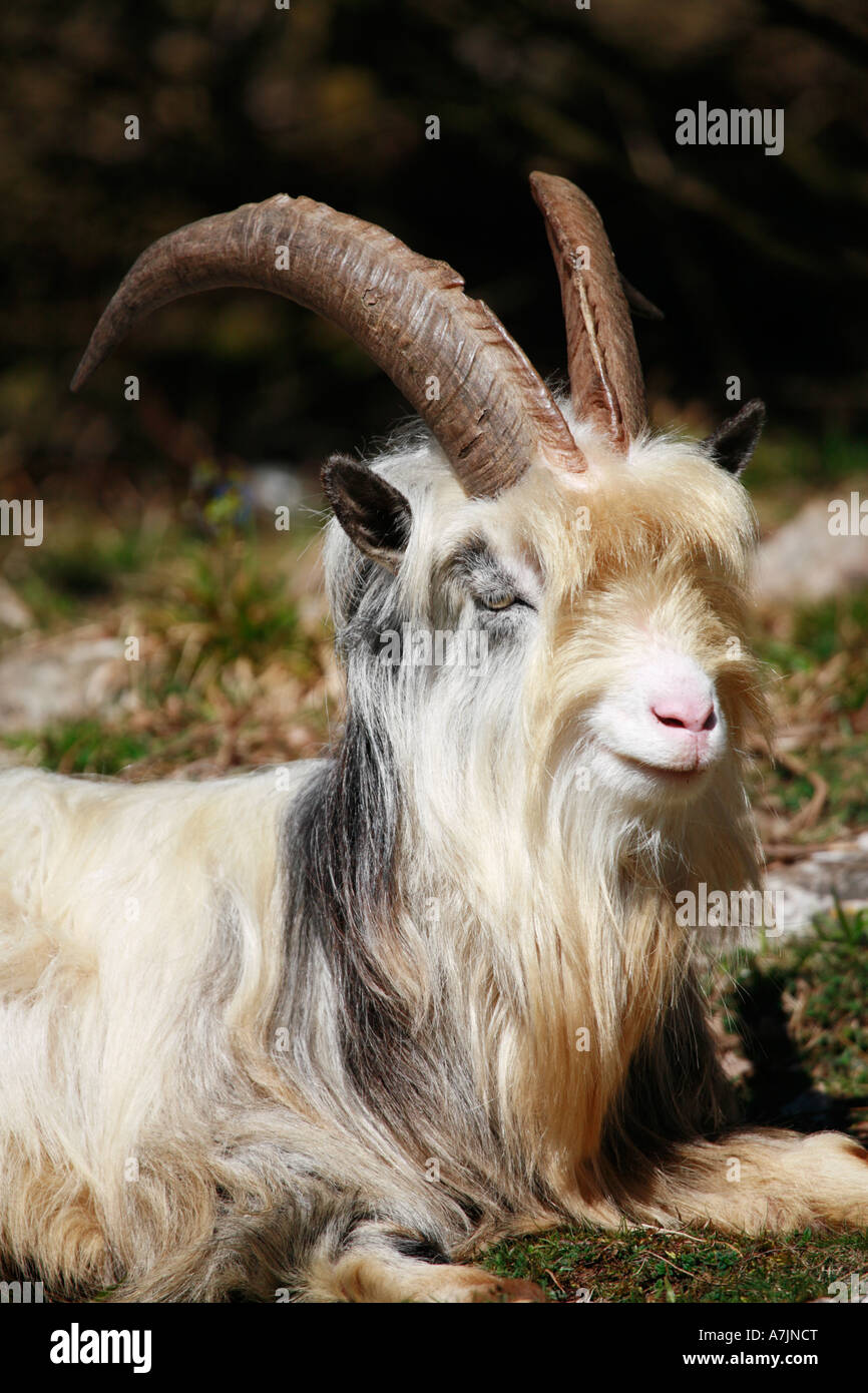 Premium Photo  A large white goat with a long hair and big horns walks in  the meadow near the lake