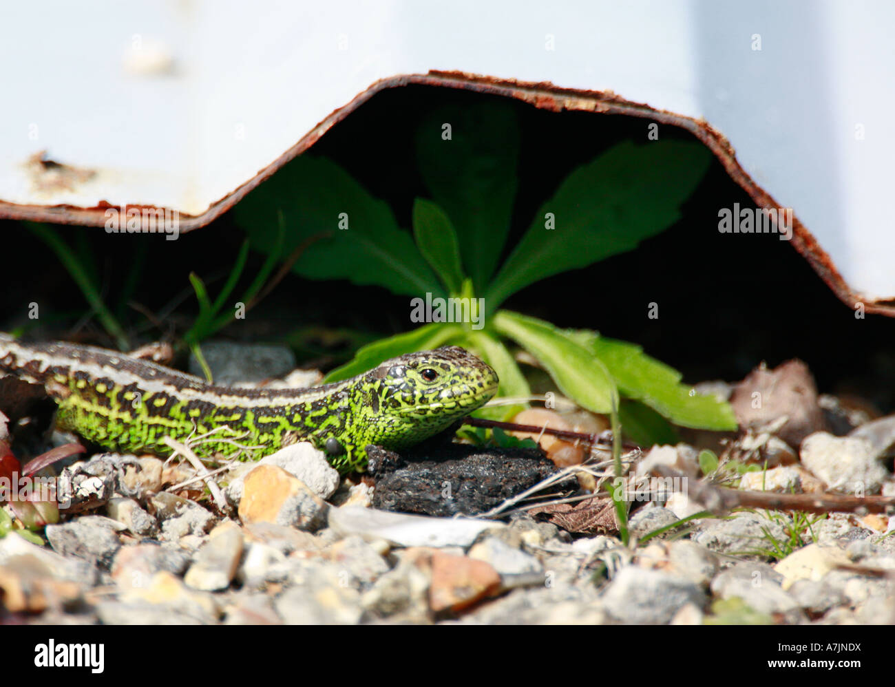 Male Sand Lizard Lacerta agilis in bright green breeding colours next to roof sheeting shelter Stock Photo