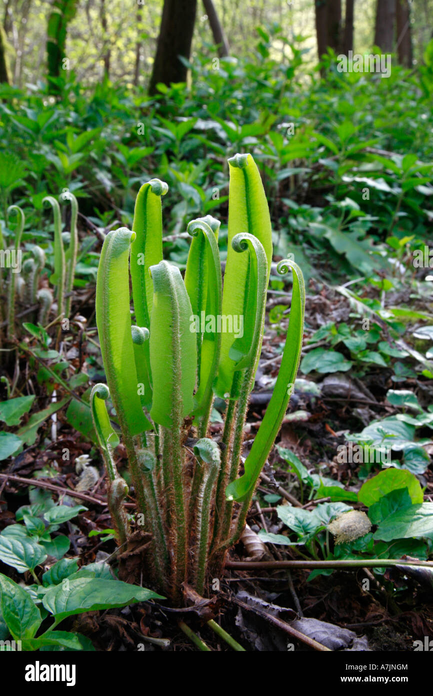 A huddle of Hart's Tongue fern leaves in early spring Stock Photo