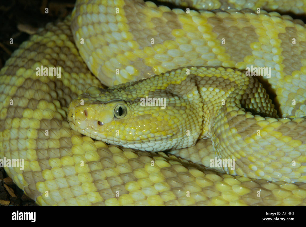 Northwest neotropical rattlesnake portrait-captive subject. Stock Photo