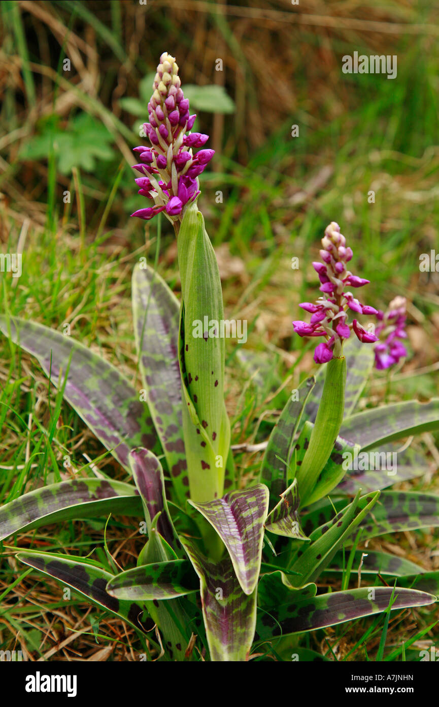 Early Purple Orchid Orchis mascula showing heavily spotted leaves and opening flower spikes Stock Photo