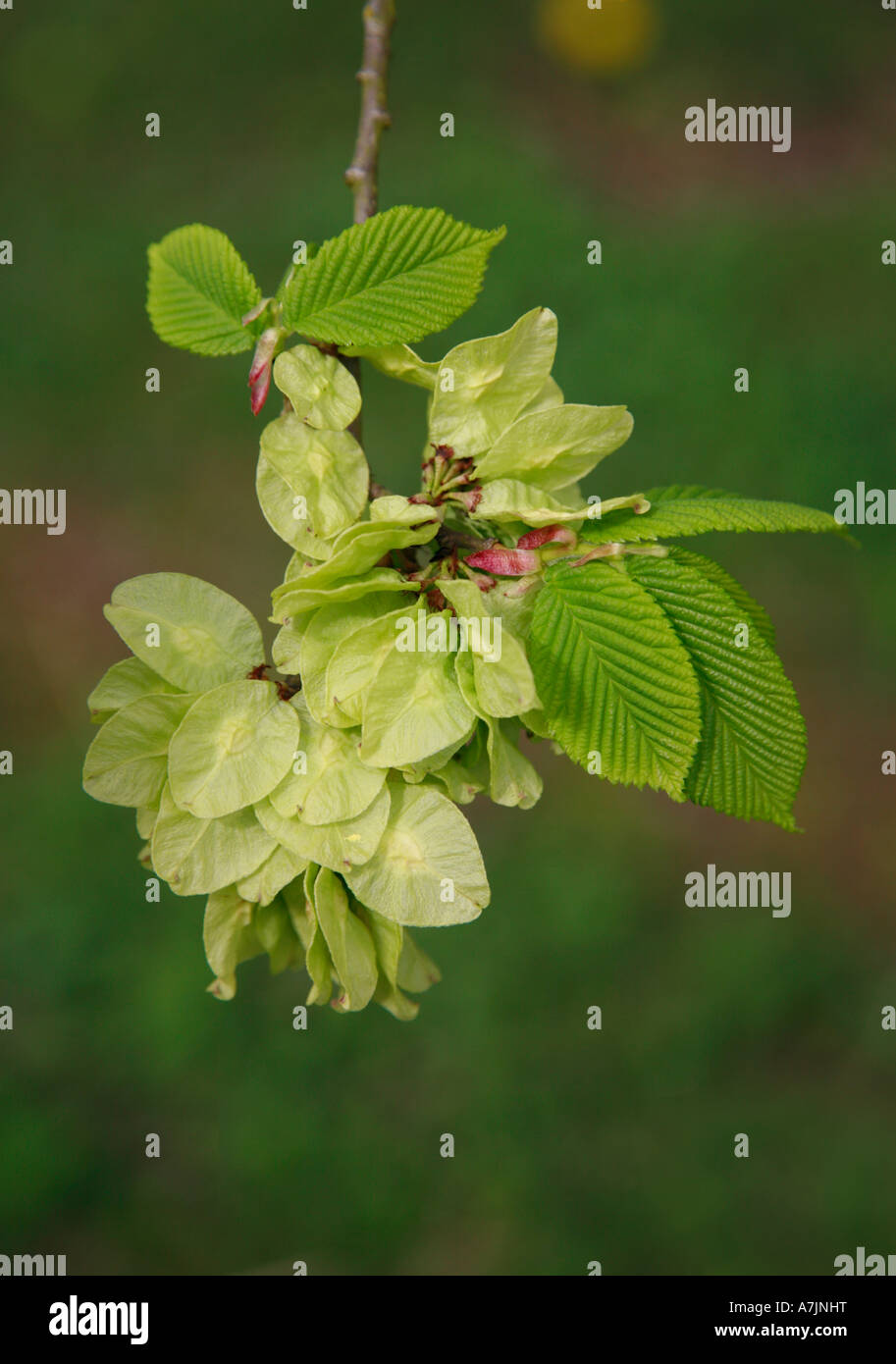 Wych Elm Ulmus glabra showing new leaves cluster of seeds and red buds Stock Photo