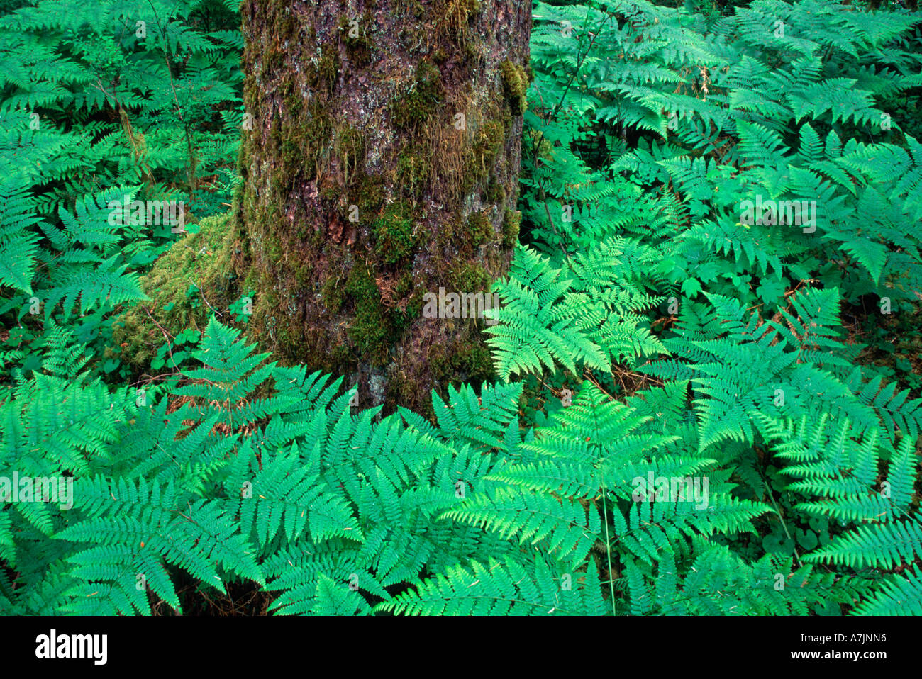 Western hemlock olympic hi-res stock photography and images - Alamy