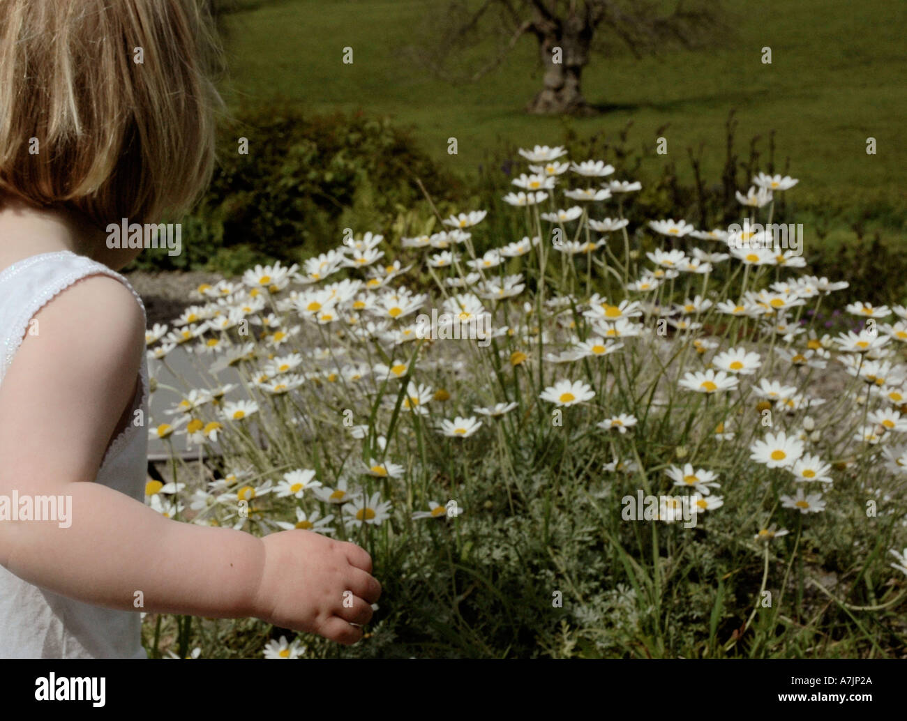 young girl picking daisies from the garden Stock Photo Alamy