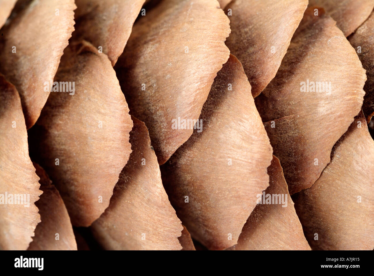 Pine Cone Close Up Stock Photo