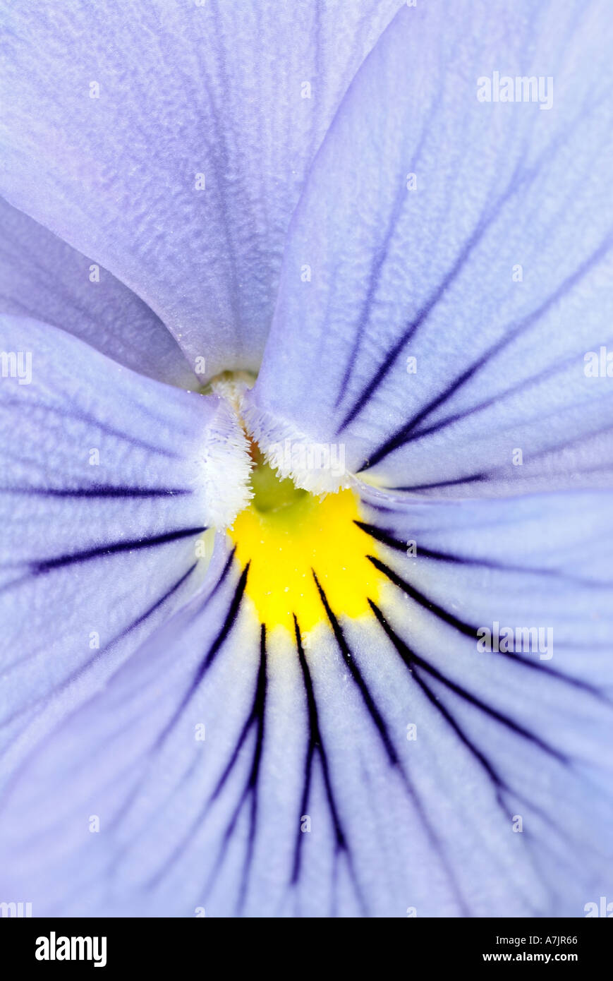 Viola Close Up, Commonly Known as the Pansy. Stock Photo