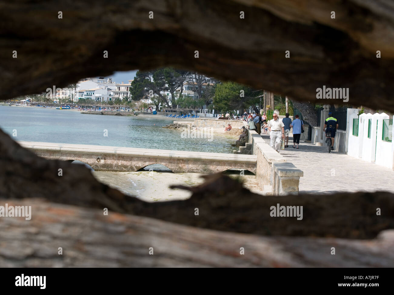 PINE WALK PUERTO POLLENSA MAJORCA Stock Photo Alamy