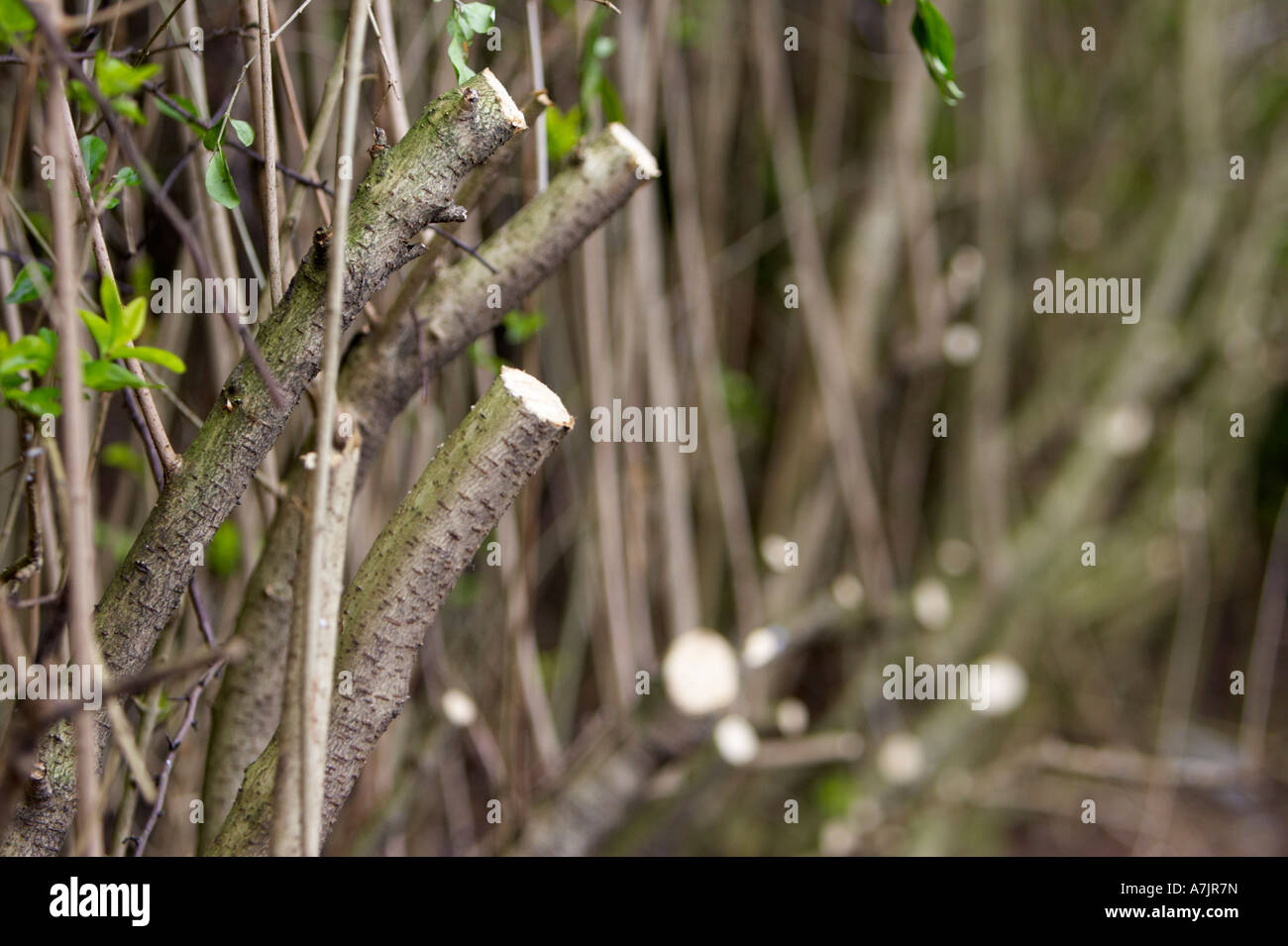 Cutting back garden shrubs hires stock photography and images Alamy
