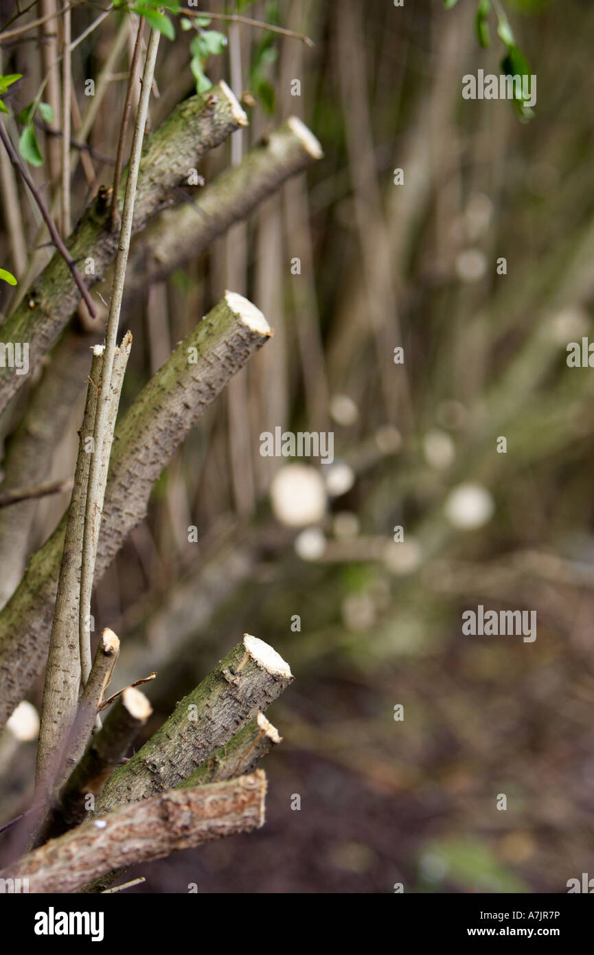 Cutting back garden shrubs hires stock photography and images Alamy