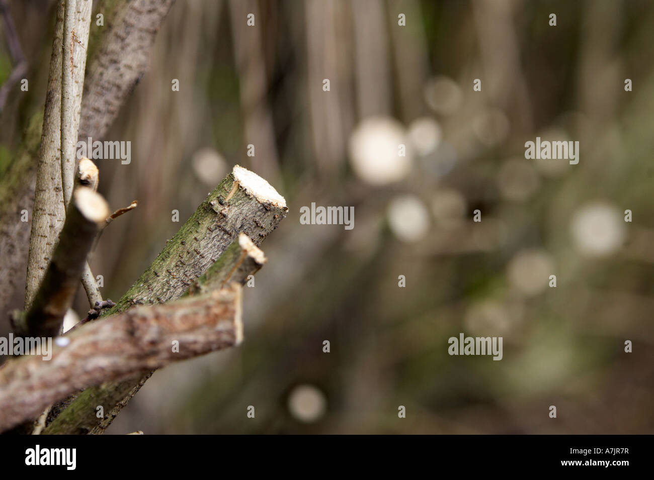 Cutting back garden shrubs hires stock photography and images Alamy