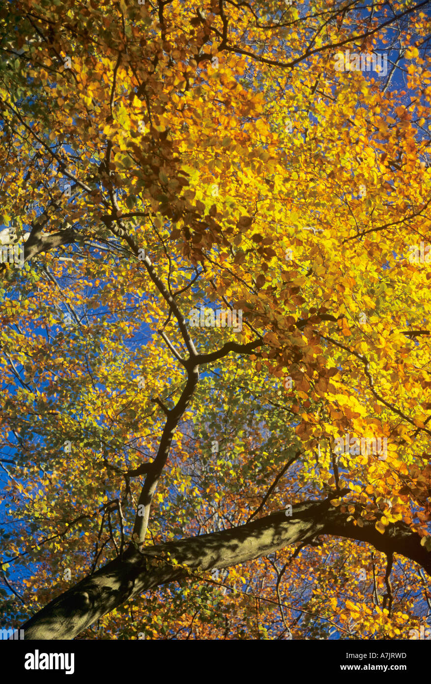 Autumn Foliage, Beech Tree, Fairmile Common, near Cobham, Surrey, England, UK Stock Photo