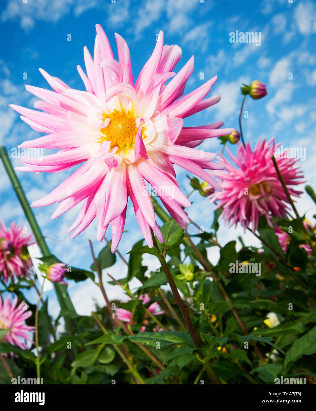 pink dahlias against blue sky with fluffy white clouds Stock Photo