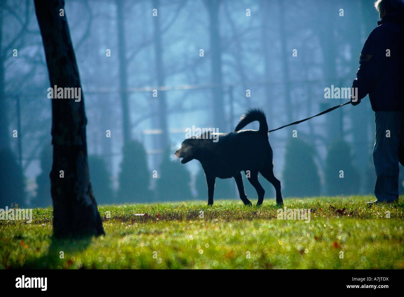 man walking dog in the park on a cold misty morning with condensation breath coming out of the dogs mouth Stock Photo