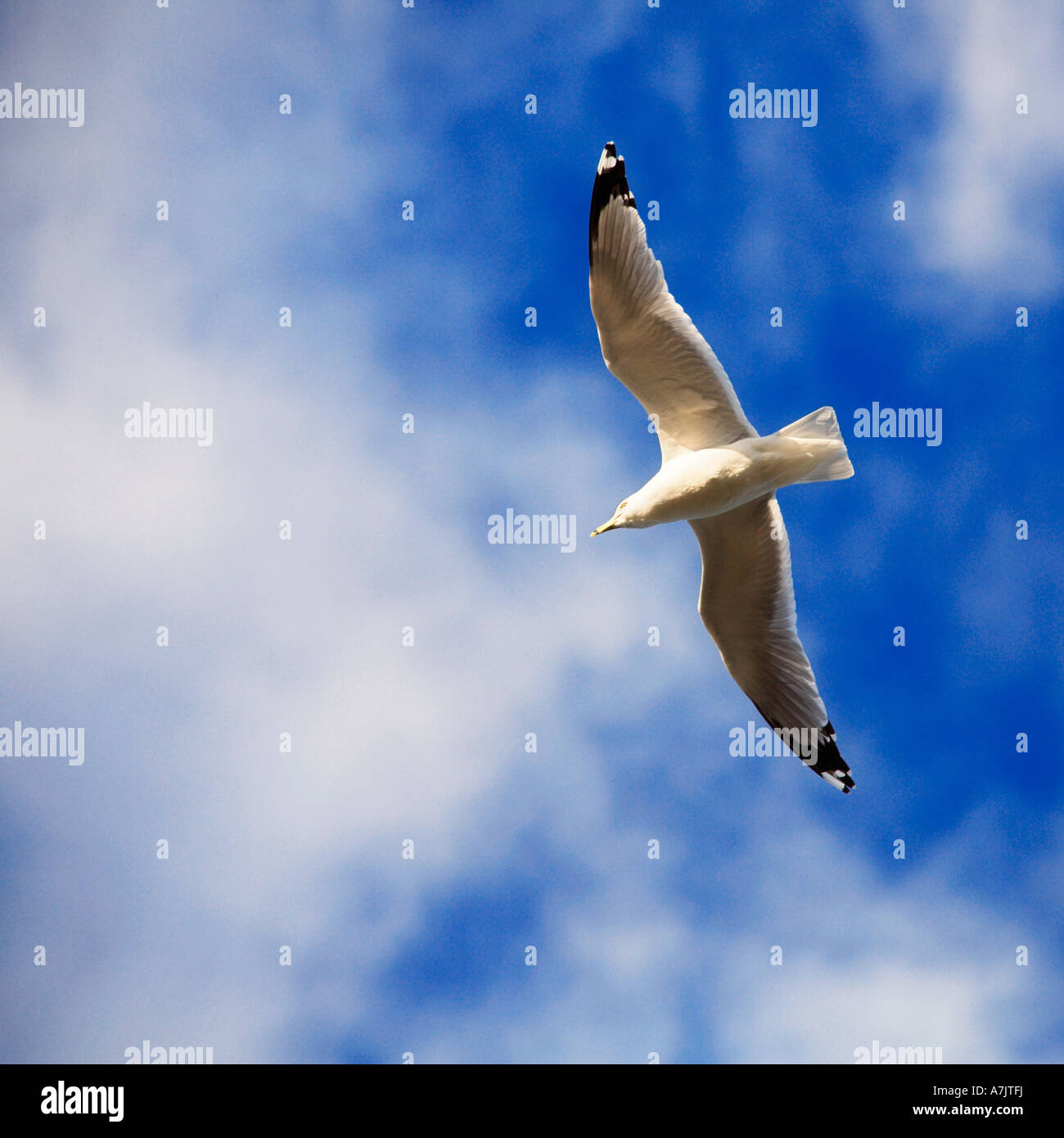 seagull flying against a rich blue sky with fluffy white clouds Stock Photo