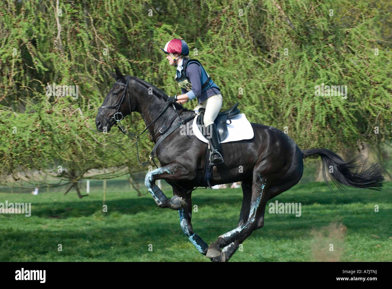 Three Day Event Rider Taking part in the Cross Country Phase at the ...