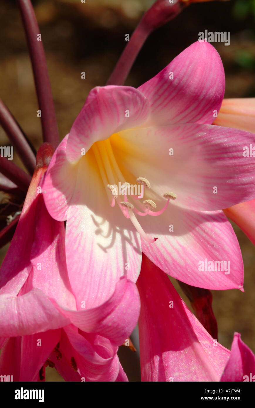 Amaryllis Belladonna in Bloom at Kirstenbosch Botanical Garden Cape Town South Africa Stock Photo