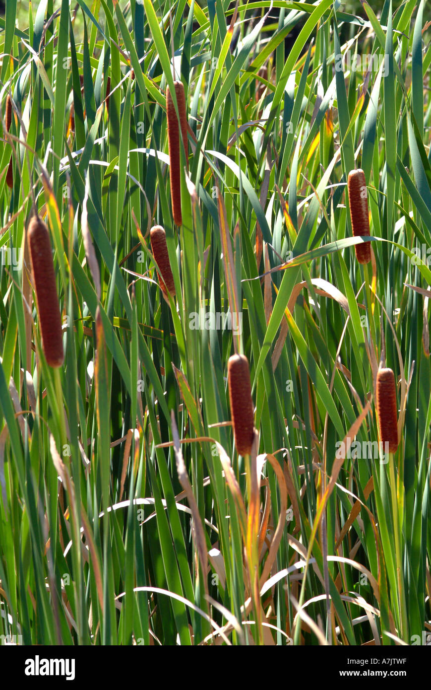 Clump of Bulrushes at Kirstenbosch National Botanical Garden Cape Town South Africa Stock Photo