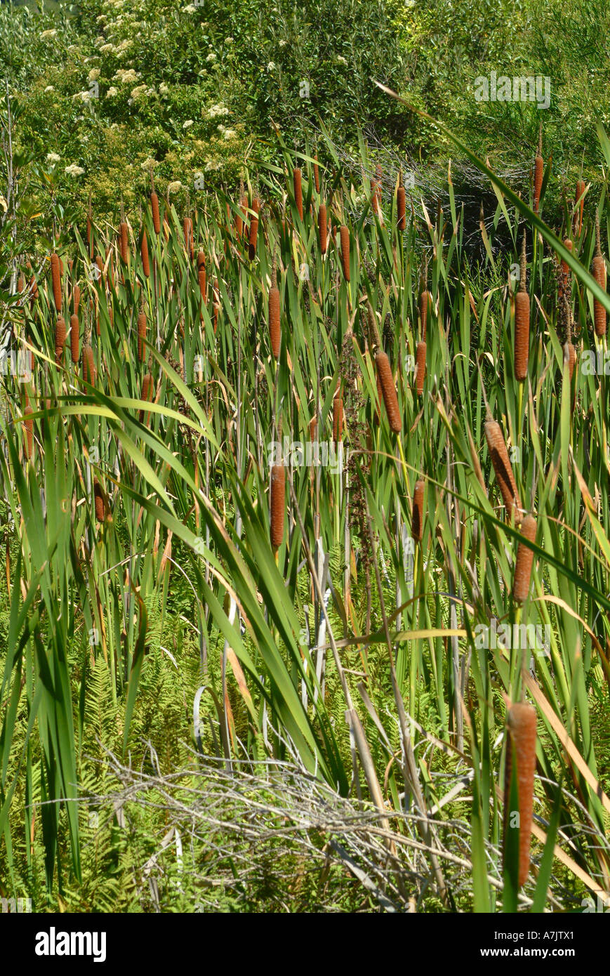 Clump of Bulrushes at Kirstenbosch National Botanical Garden Cape Town South Africa Stock Photo