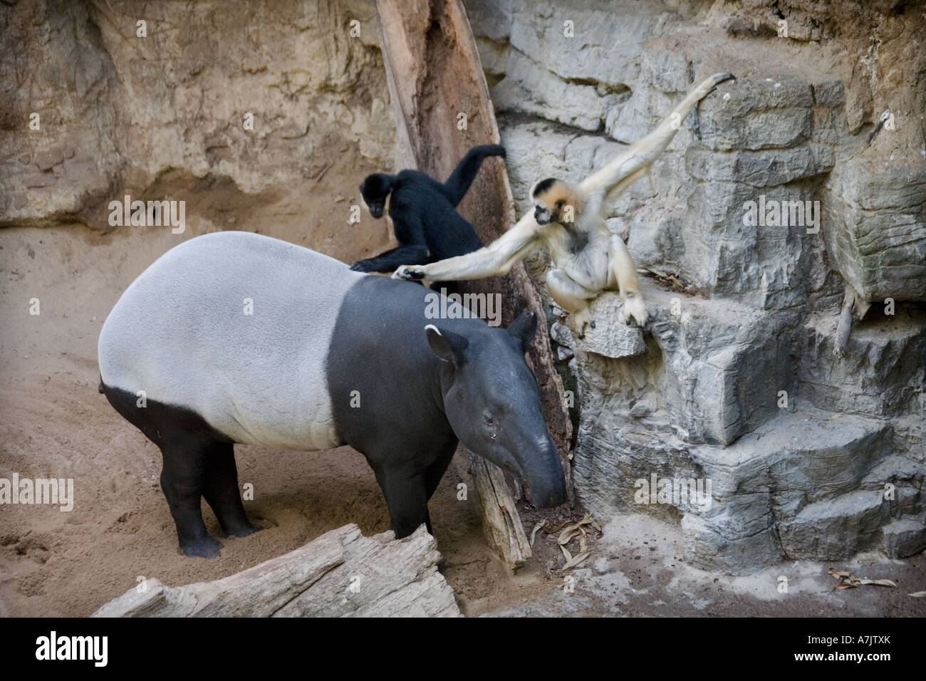 two gibbons grooming a tapir at the Bronx Zoo as the animal stands