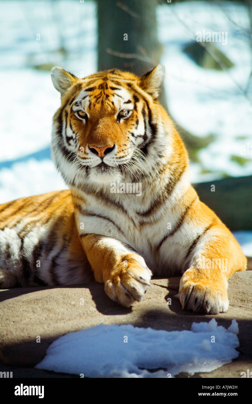 siberian tiger portrait bronx zoo Stock Photo