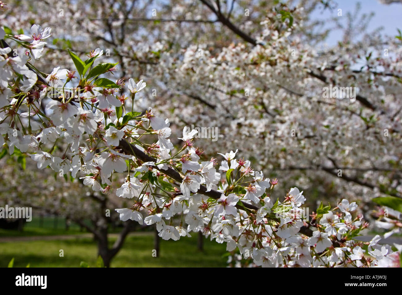 Full bloom cherry blossoms dc hi-res stock photography and images - Alamy