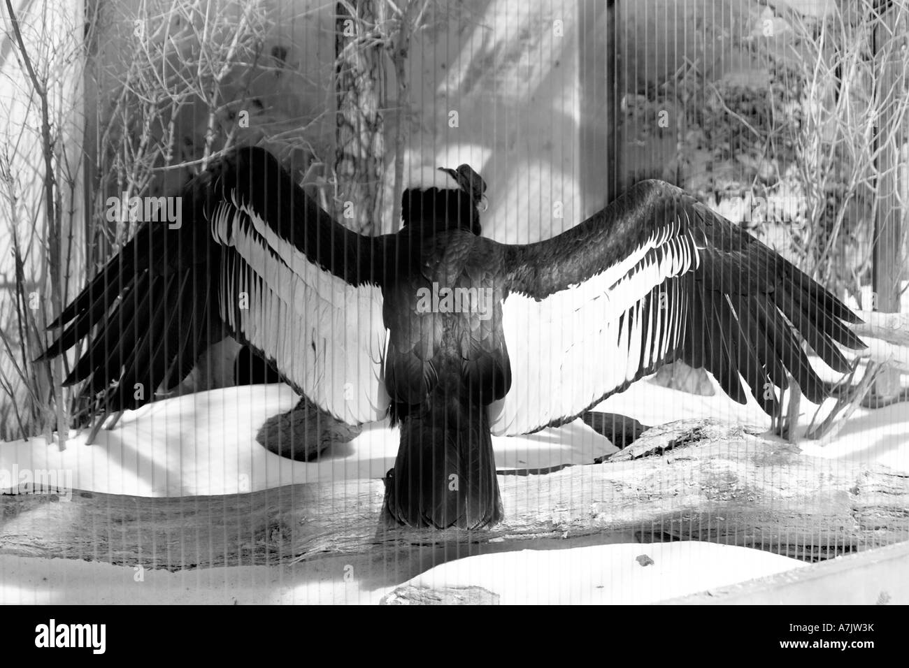 andean condor B&W wings spread Stock Photo