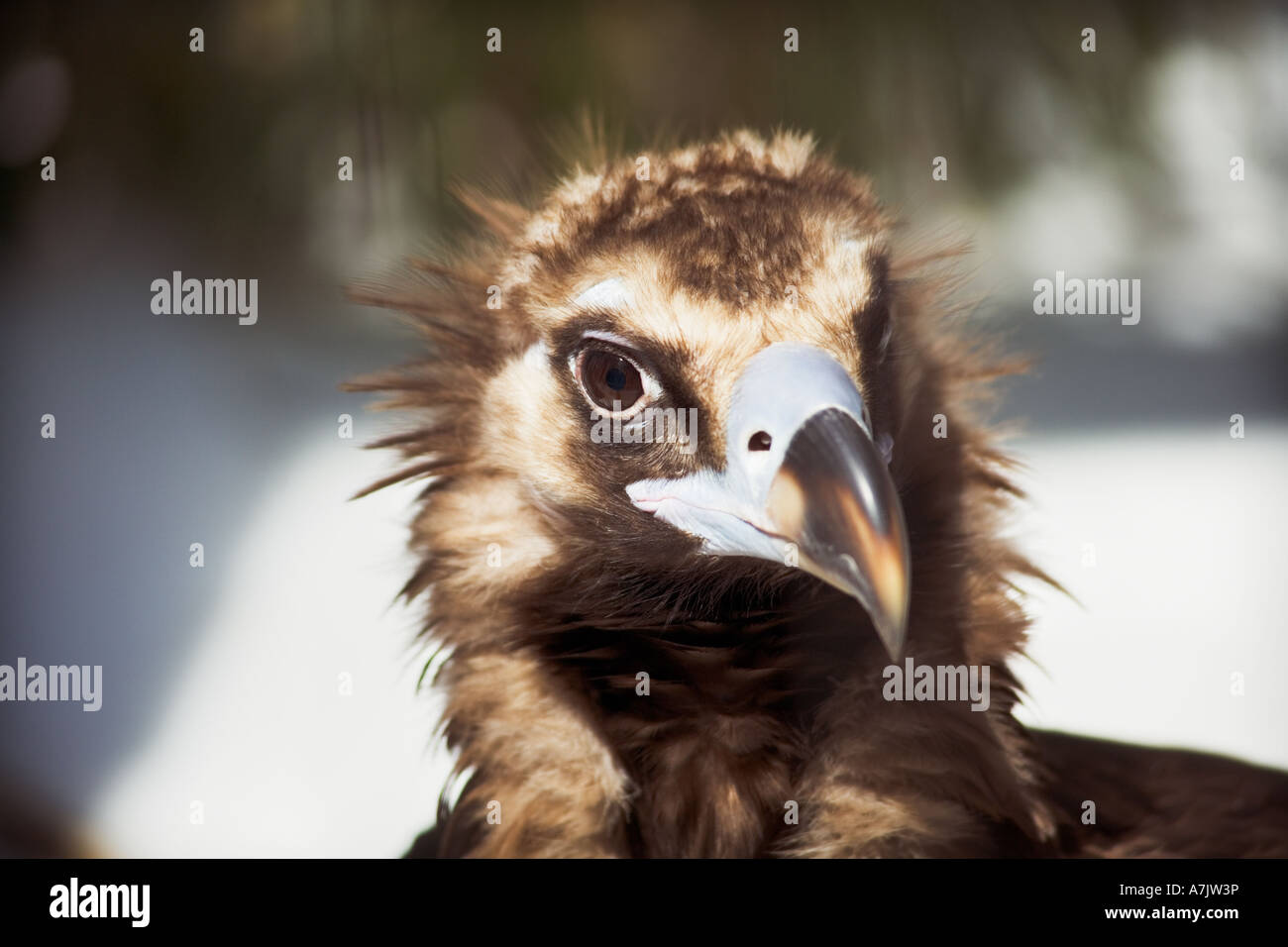 Cinereous Vulture head shot portrait Aegypius monachus at Bronx Zoo Stock Photo