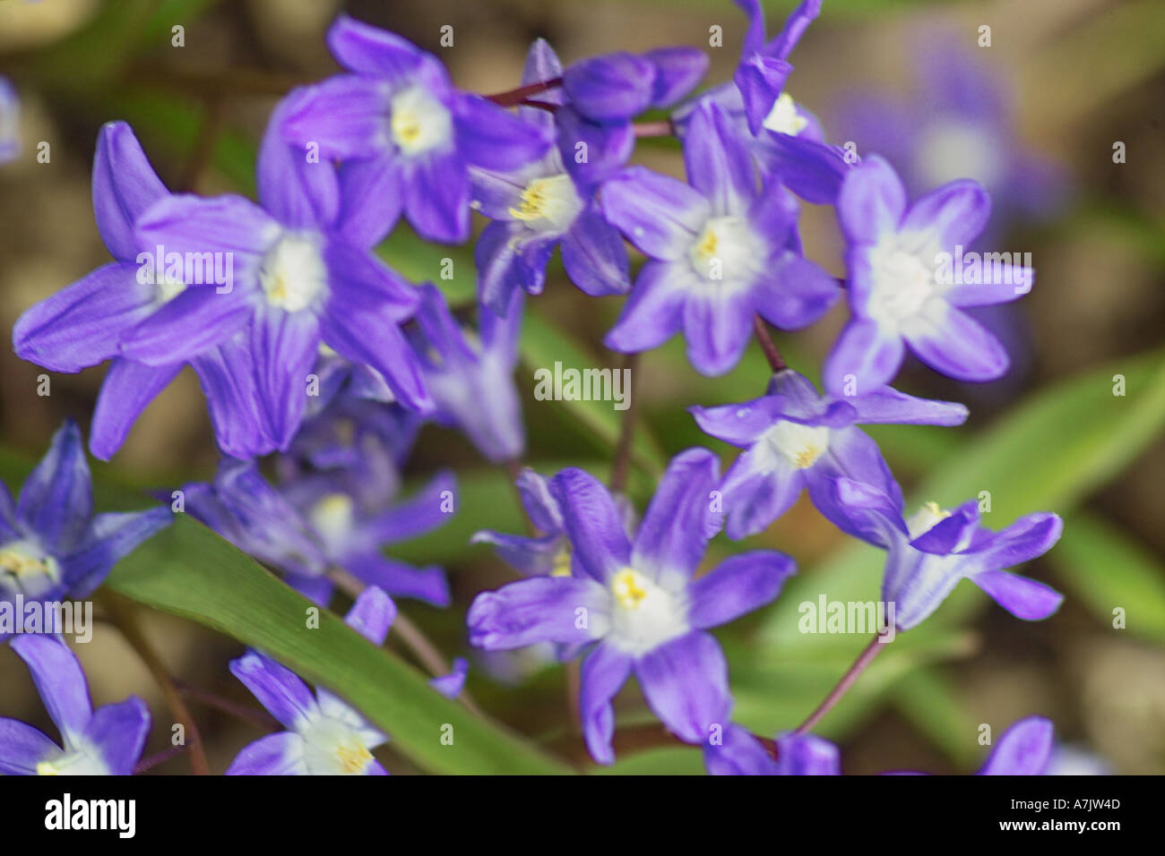 Brilliant Blue Chionodoxa Sardensis Stock Photo