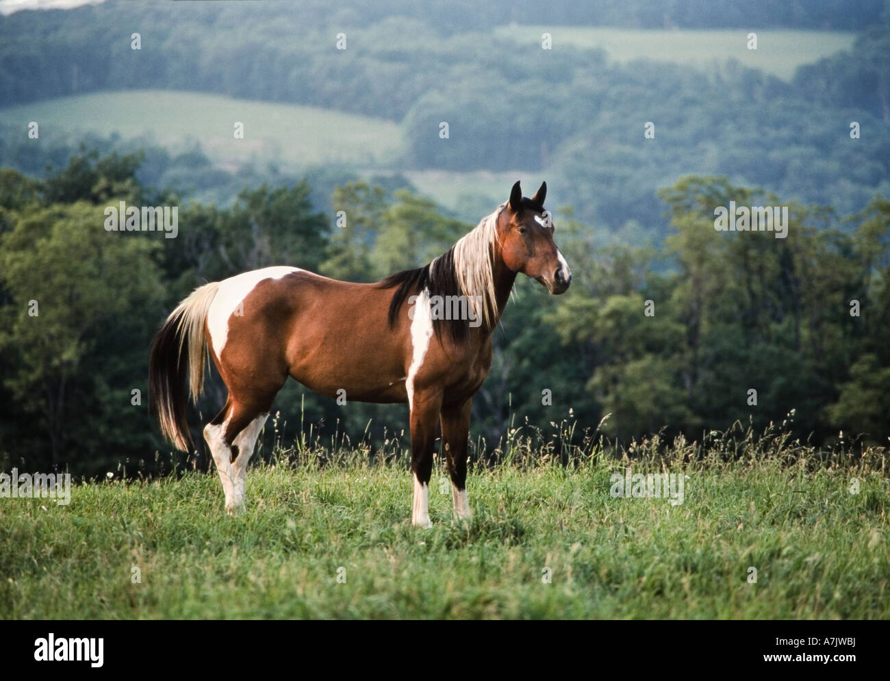 Paint horse mare stands on ridge overlooking verdant valley below Stock Photo