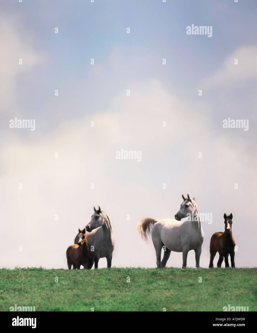 Two arabian horses stand hi-res stock photography and images - Alamy