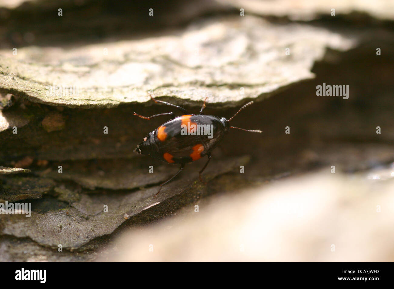 Necrophorus vespillo beetle Stock Photo